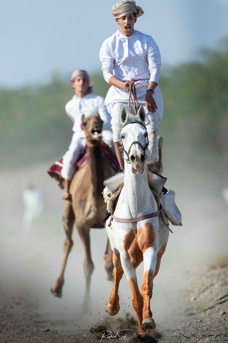 RMaqbali's tweet photo. لم يخطر على بال نادر شاه و قواته أن يخرج لهم من بطون سهول صحار و جبالها فتية يمتطون عادياتها و نوقها العمانية وقوفاً، رماحهم تخاشم سهام الريح، و توري قدحاً🔥.. لينثني غروره و يعود حاله كحال باقي الغزاة. 

🐪 الصور من مركاض العرضة الذي أقامه مجموعة من شباب #صحار يوم الجمعة الماضية https://t.co/vBmhygWORy
