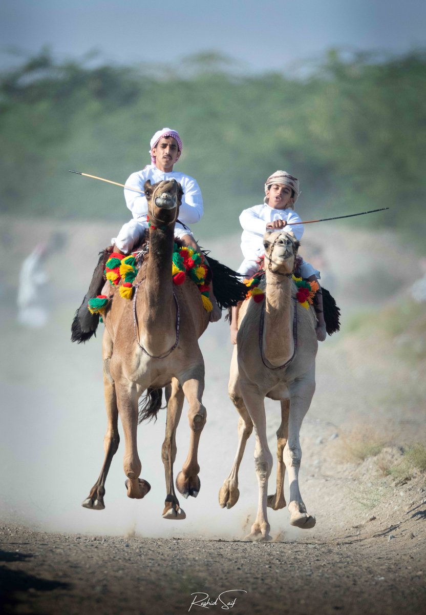 RMaqbali's tweet photo. لم يخطر على بال نادر شاه و قواته أن يخرج لهم من بطون سهول صحار و جبالها فتية يمتطون عادياتها و نوقها العمانية وقوفاً، رماحهم تخاشم سهام الريح، و توري قدحاً🔥.. لينثني غروره و يعود حاله كحال باقي الغزاة. 

🐪 الصور من مركاض العرضة الذي أقامه مجموعة من شباب #صحار يوم الجمعة الماضية https://t.co/vBmhygWORy
