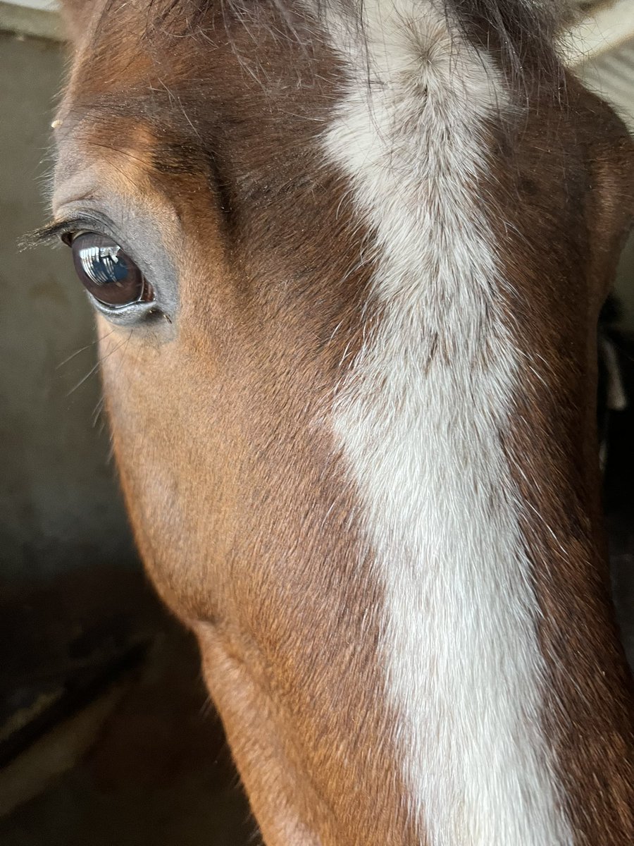 zenyatta_queen's tweet photo. What a face and my new LOVE of my life. We did good. Lost passports, 90 days in Transport - but I believe he was worth every minute of anxiety and fear. He is as settled as I’ve ever witnessed a horse who’s been thru so much. The future looks so bright #Couer https://t.co/Xsoukh3WDU