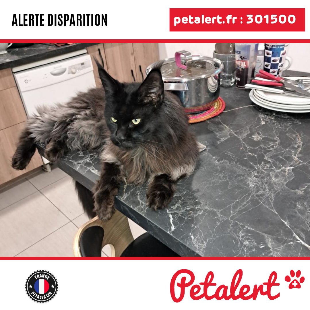 petalert_france's tweet photo. Disparu #Chat #CotesDArmor #Plelo #Petalert #PetAlert22 / https://t.co/5d2tViFgTX https://t.co/7te5wKB8Y9