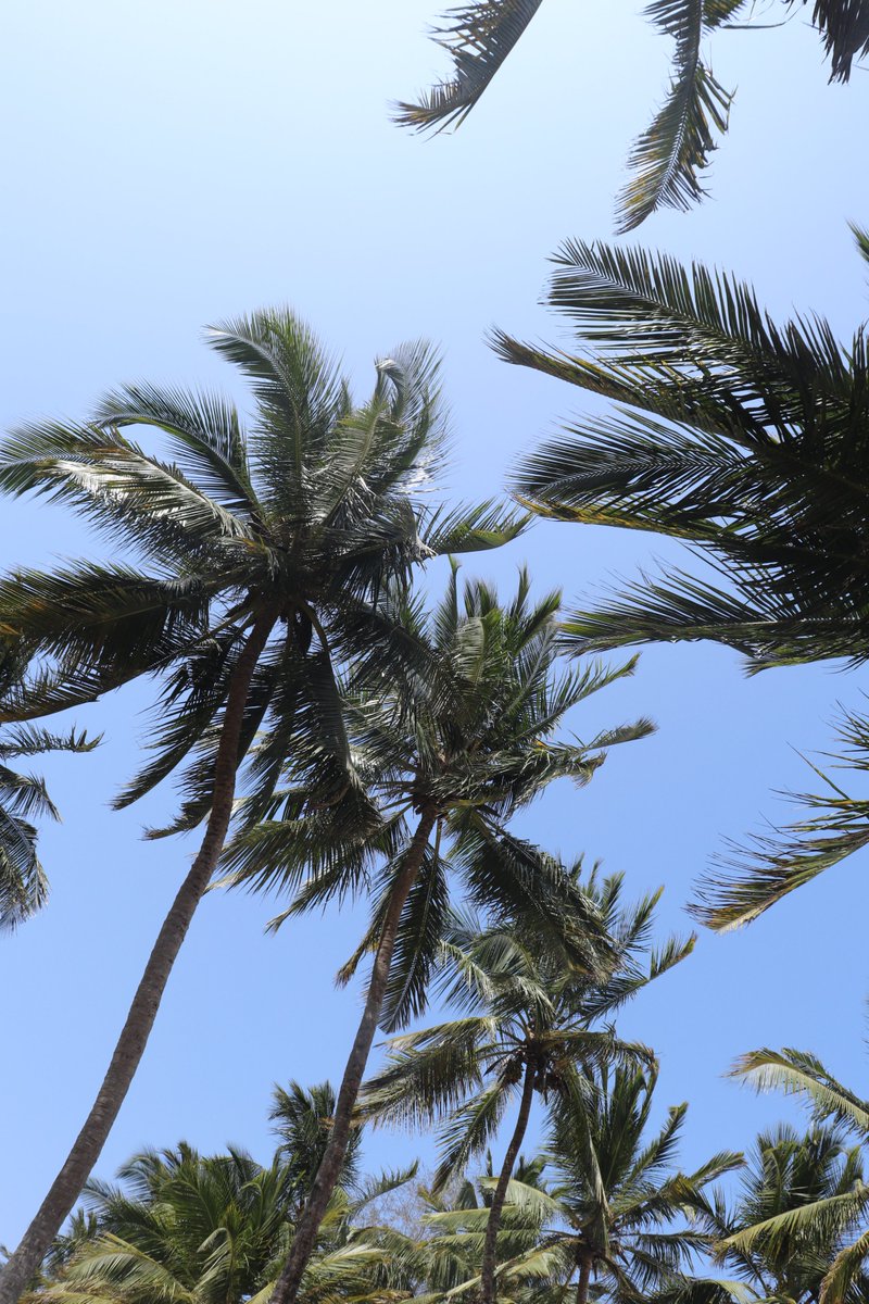 KnightedWarrior's tweet photo. Whistling palms.
Diani Beach
#ChiniyaMnazi https://t.co/pNgoTI4LtQ