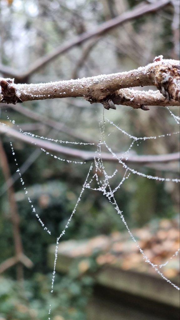 Some pictures this morning from one of our Trustees. 

Abney Park is a magical urban woodland.