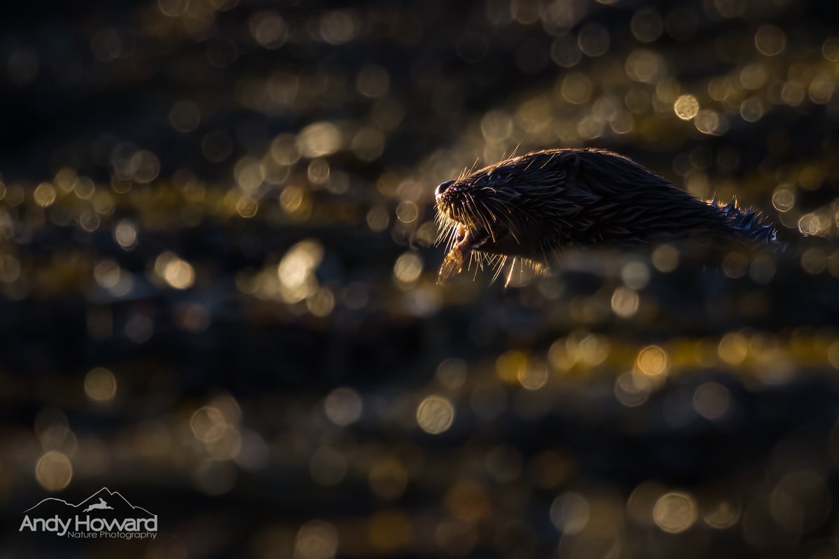 highland_andy's tweet photo. #otter sparkles.
It’s kinda tricky to find a slightly different image of an otter nowadays.
Best viewed large.
#lowlight #lowperspective #lutralutra
#BBCWildlifePOTD #ottterlove @BBCSpringwatch @DameJudyDench @TheDailyOtter https://t.co/yss04U4fro