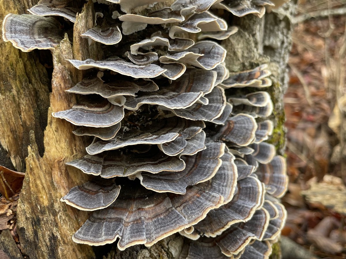 runswstilettos's tweet photo. Mother Nature’s buttons and bows. #nature #woods #woodland #forest #fungi #fungus #oystershell #decomposition #devolution #ecology #biology ⁦@treesgroup⁩ ⁦@WDNR⁩ ⁦@LindseySlaterTV⁩ ⁦@Mark_Baden⁩ ⁦@CoolNaturePhoto⁩ https://t.co/EDlgVW903F