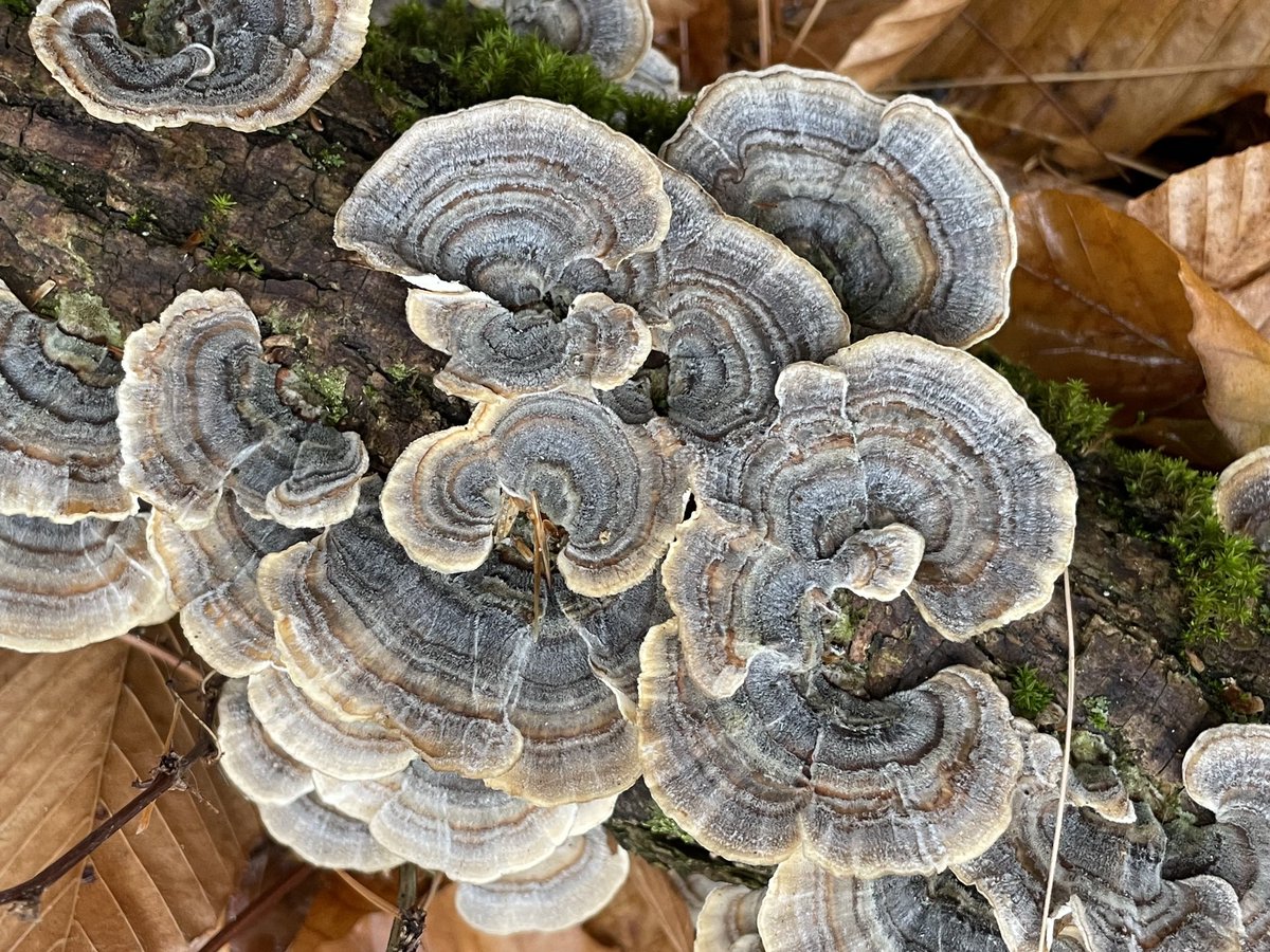 runswstilettos's tweet photo. Mother Nature’s buttons and bows. #nature #woods #woodland #forest #fungi #fungus #oystershell #decomposition #devolution #ecology #biology ⁦@treesgroup⁩ ⁦@WDNR⁩ ⁦@LindseySlaterTV⁩ ⁦@Mark_Baden⁩ ⁦@CoolNaturePhoto⁩ https://t.co/EDlgVW903F