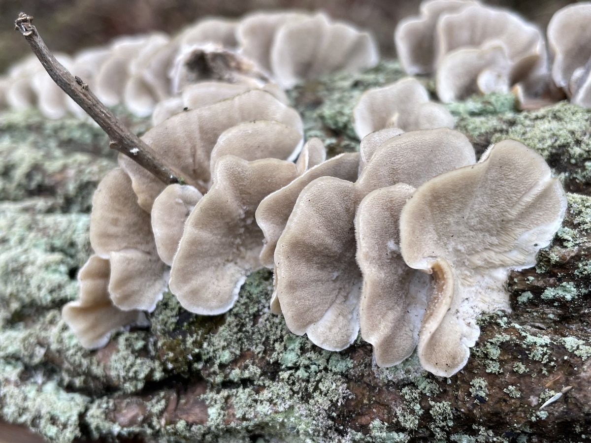 runswstilettos's tweet photo. Mother Nature’s buttons and bows. #nature #woods #woodland #forest #fungi #fungus #oystershell #decomposition #devolution #ecology #biology ⁦@treesgroup⁩ ⁦@WDNR⁩ ⁦@LindseySlaterTV⁩ ⁦@Mark_Baden⁩ ⁦@CoolNaturePhoto⁩ https://t.co/EDlgVW903F