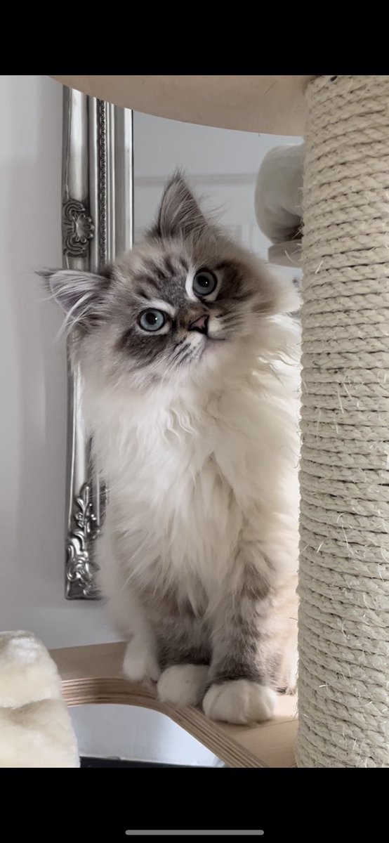 AYIAGOLD's tweet photo. My beautiful little kitten Figaro 💕 the absolute sweetest. Love him so much x #siberiancat #nevamasquerade #kitten https://t.co/RA8jwTtVPm