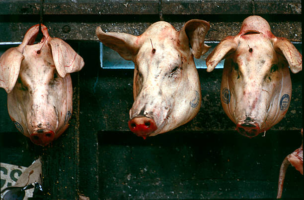 JAROSLAV tweet media