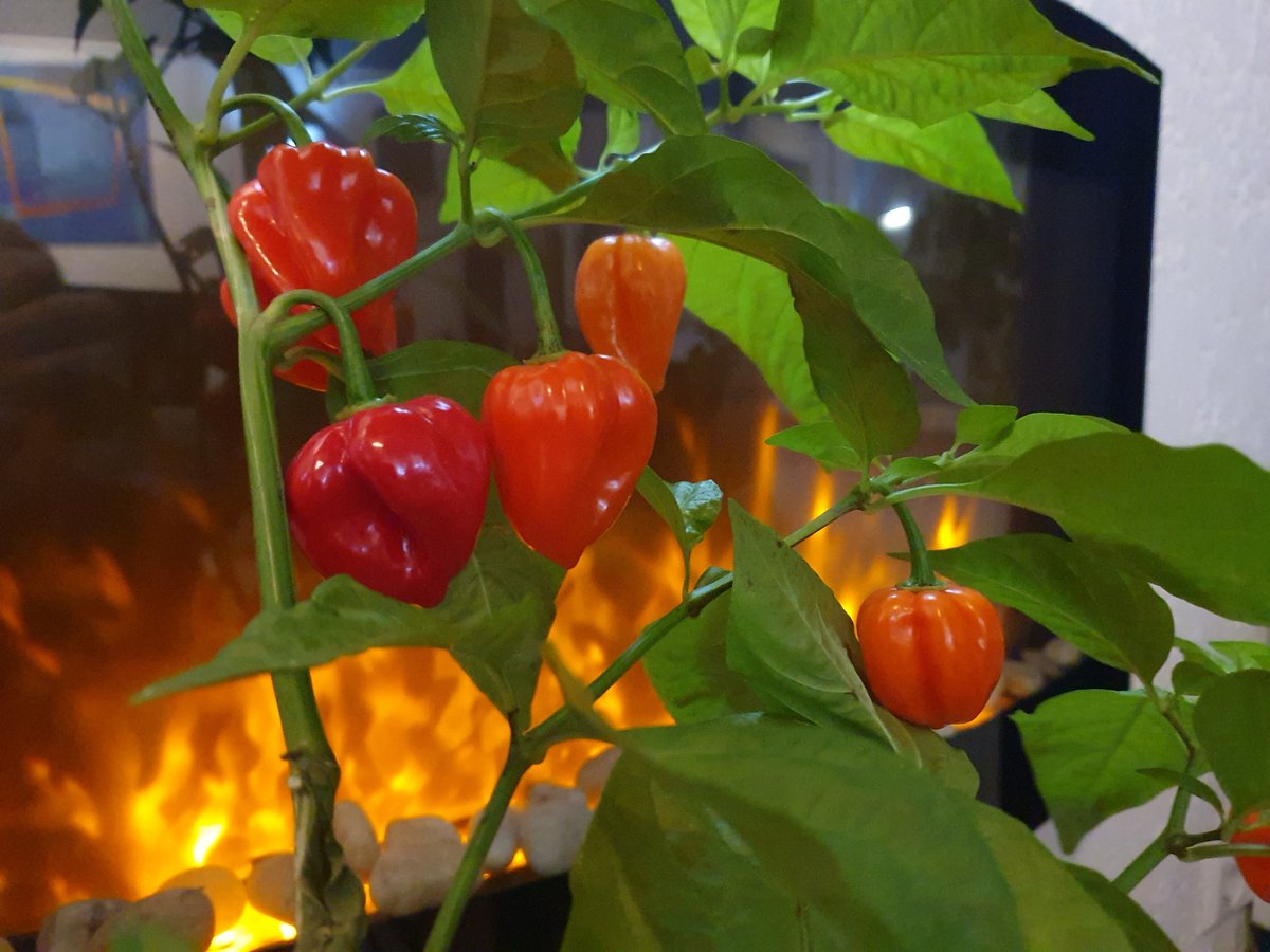 Westfuchs tweet media