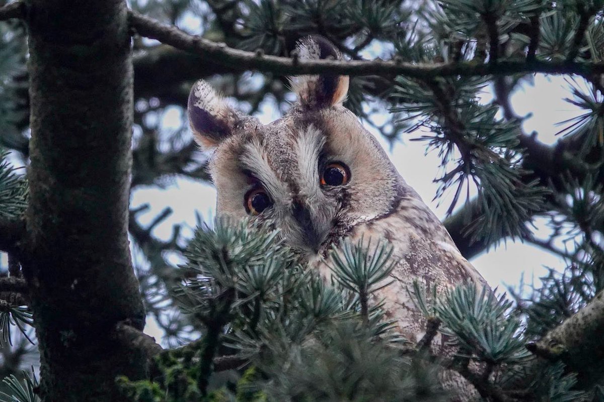 Rob Nijman tweet media