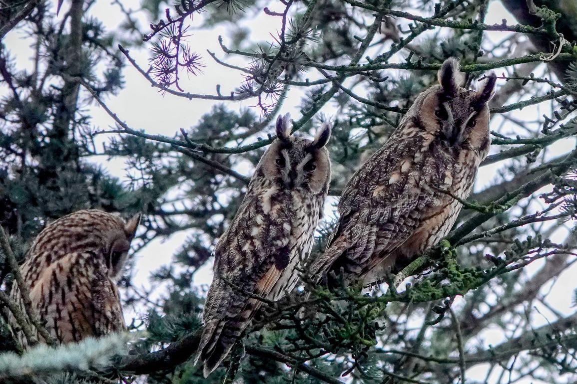 Rob Nijman tweet media