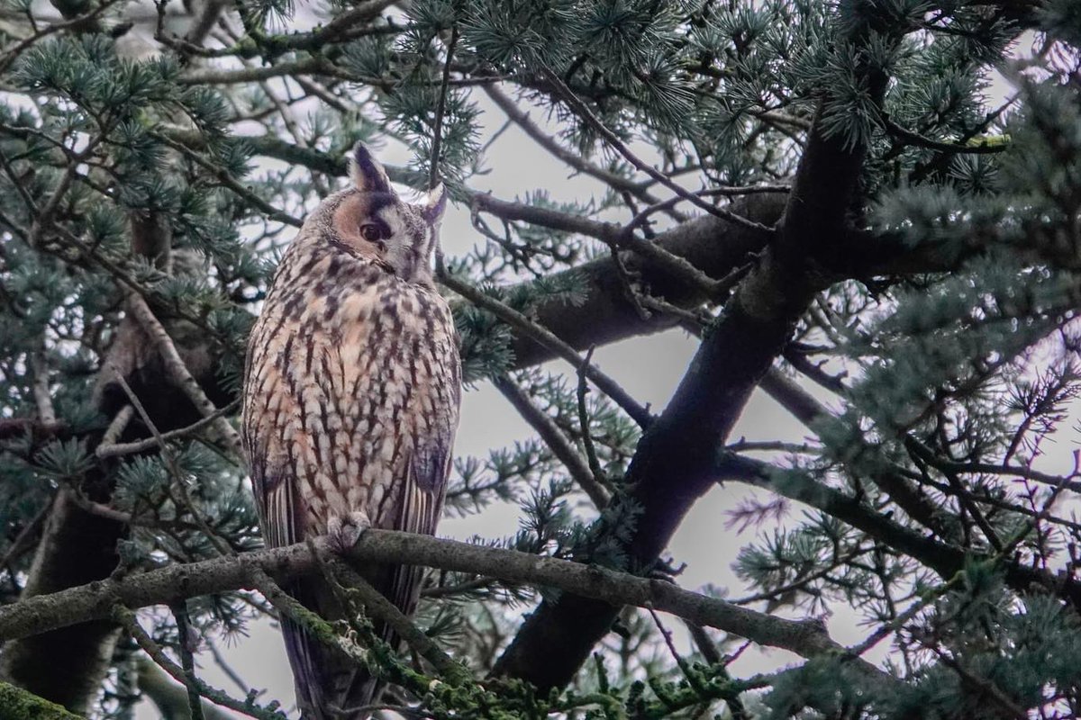 Rob Nijman tweet media