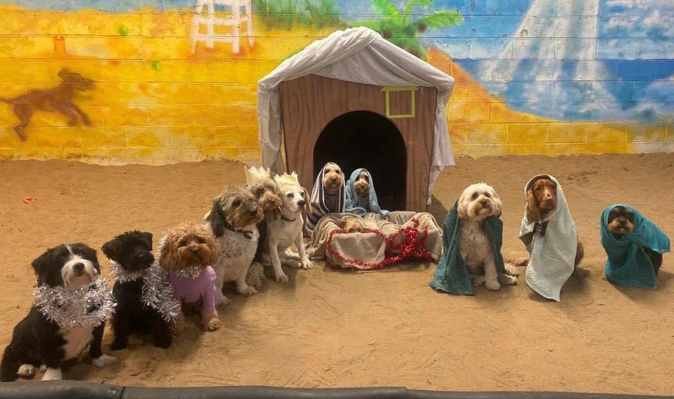 Dogs4Rescue's tweet photo. Every year our Daycare 4 Dogs family create a nativity scene and this year they have really surpassed themselves 🐶🐶🐶
#dogsoftwitter https://t.co/U2Rlbu1KTm