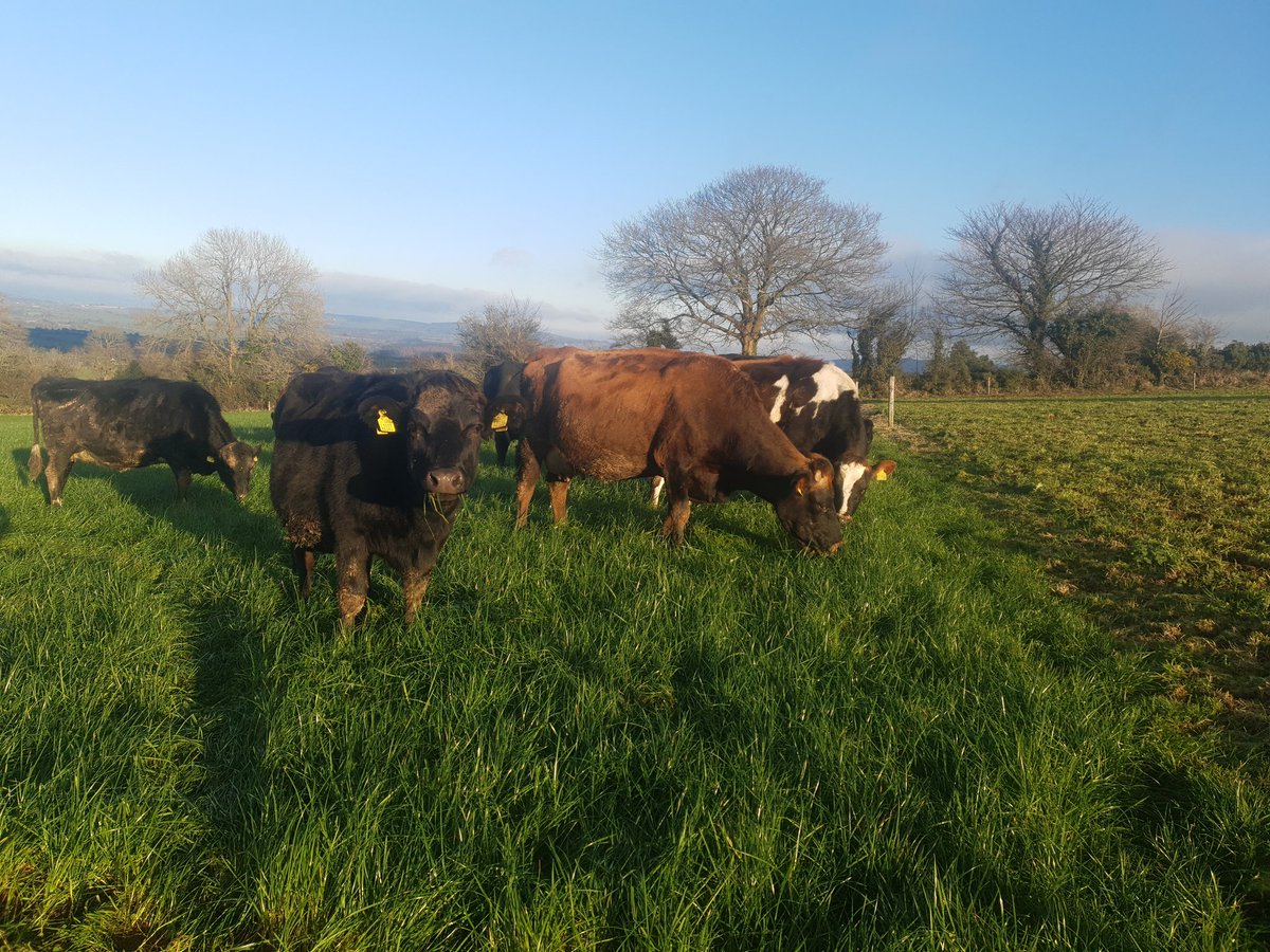 Growing like weeds 🐄 #heifers