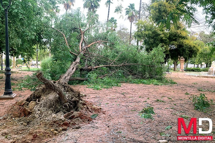 montilladigital's tweet image. El viento derriba un árbol en el Paseo de Cervantes
