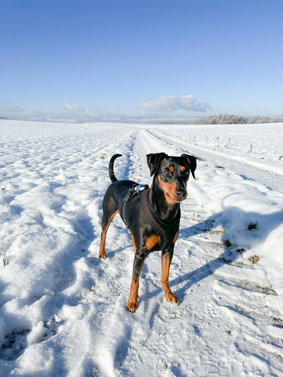 Andreas Ringli tweet media