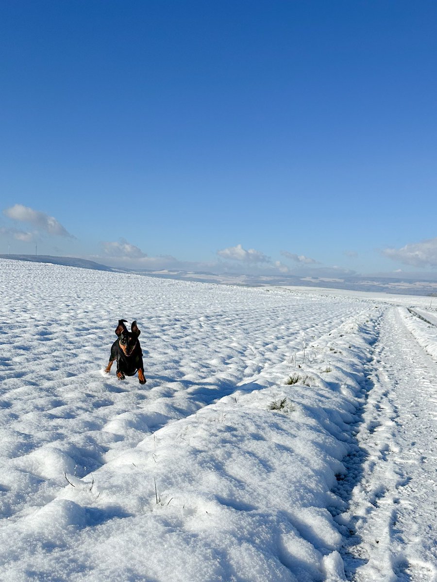 Andreas Ringli tweet media