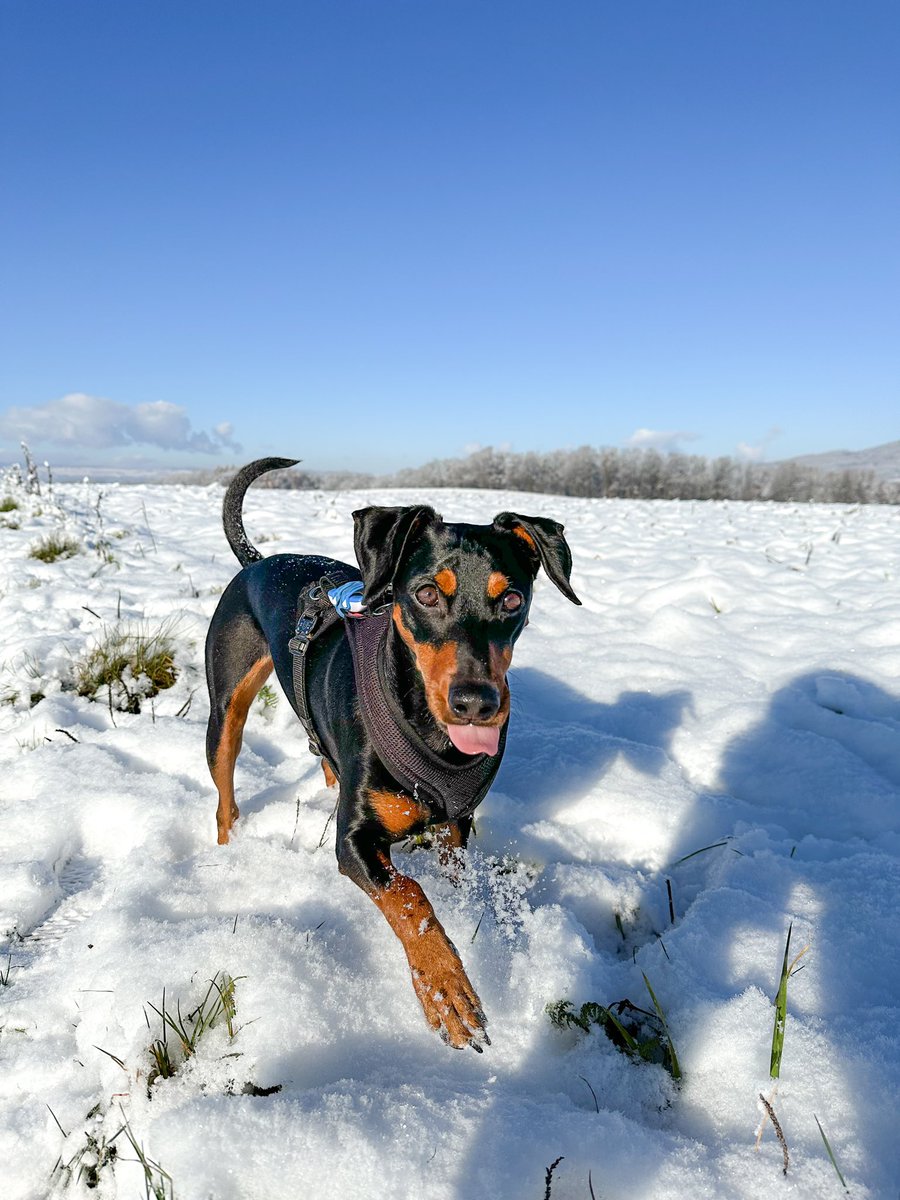 Andreas Ringli tweet media