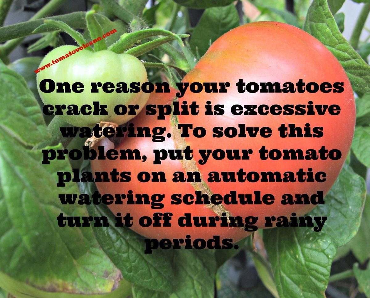 TomatoVolcano's tweet photo. https://t.co/ETrlZaY66z