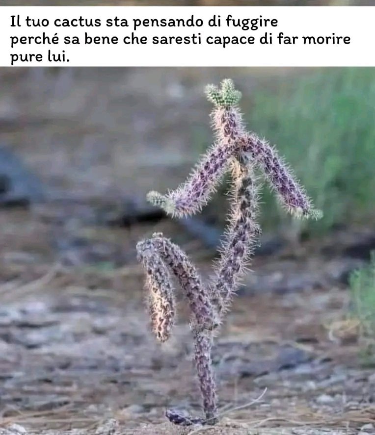 rosyneve84's tweet image. Sono negata con le piante non fanno per me😂😂
