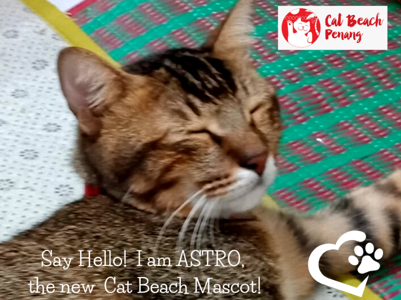 CatBeachCats's tweet photo. Please remember the Cat Beach Kitties with your generous End-of-the-Year Gift - Here's Why! - https://t.co/w7jI5n5CXQ https://t.co/wO4TtNBwtF