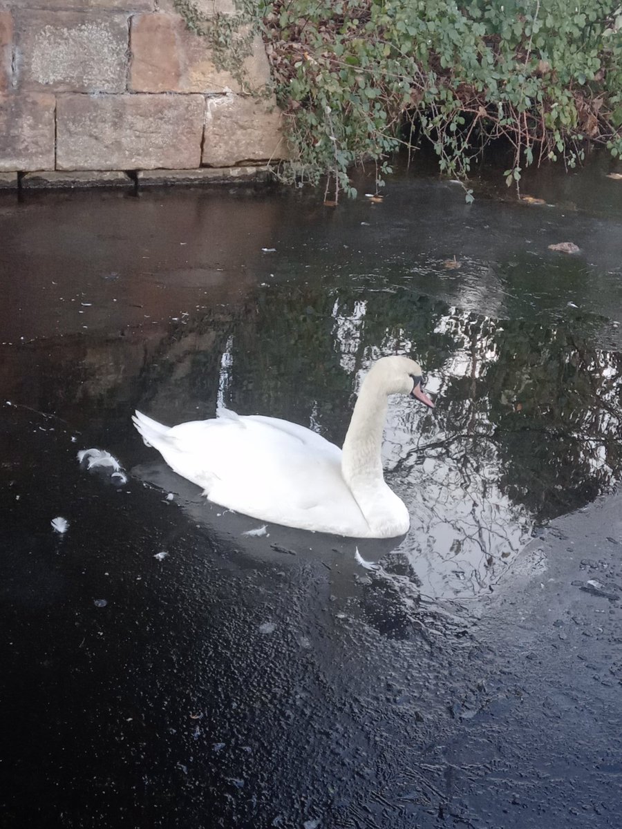 Gingerjane43's tweet photo. A icy one this morning including the nice dollop of dog poop that we see everywhere in plastics bags, one problem to another...just nice isn't it! https://t.co/SlPKYGg2lF