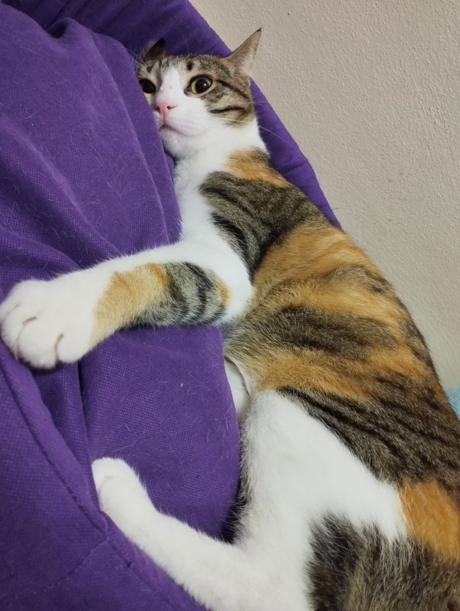 Gelme üzerime katil