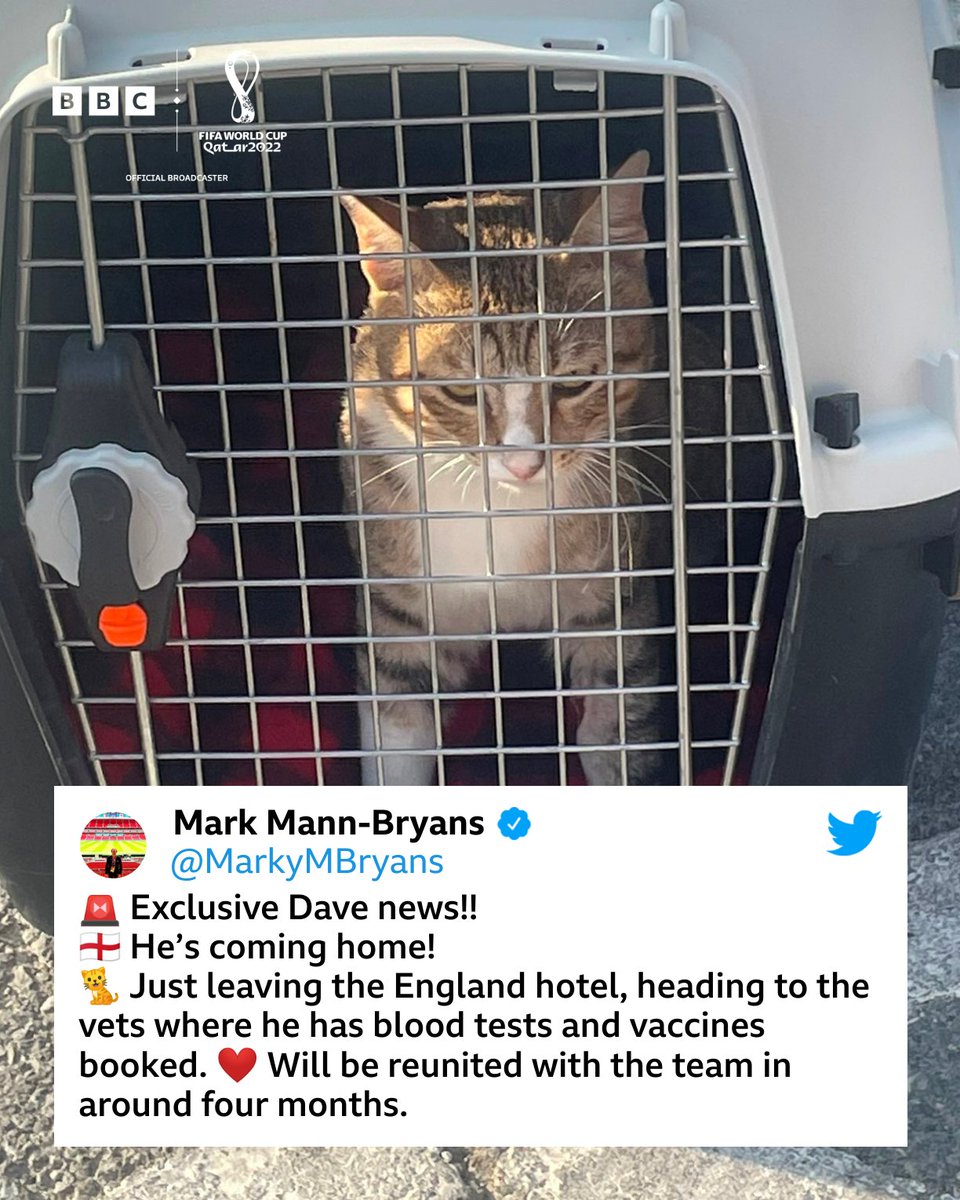 BBCMOTD's tweet photo. It's not all bad news...

Dave the cat from England's World Cup hotel is coming home! ❤️

#BBCFootball #BBCWorldCup https://t.co/YuQrRxlia5