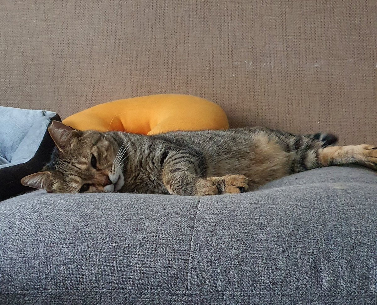 엉마압바 어디 잇서...?
맨날맨날 눈인사하느라 쪼끔 피고내. 일찍 자께. 내일은 임보웅니한테 연락해야대. 미미랑 가치 가께. 이불은 도톰한 걸루 준비해조.

#가족찾는코코미미
#동반입양 
✨코코미미의 가족을 찾아요✨