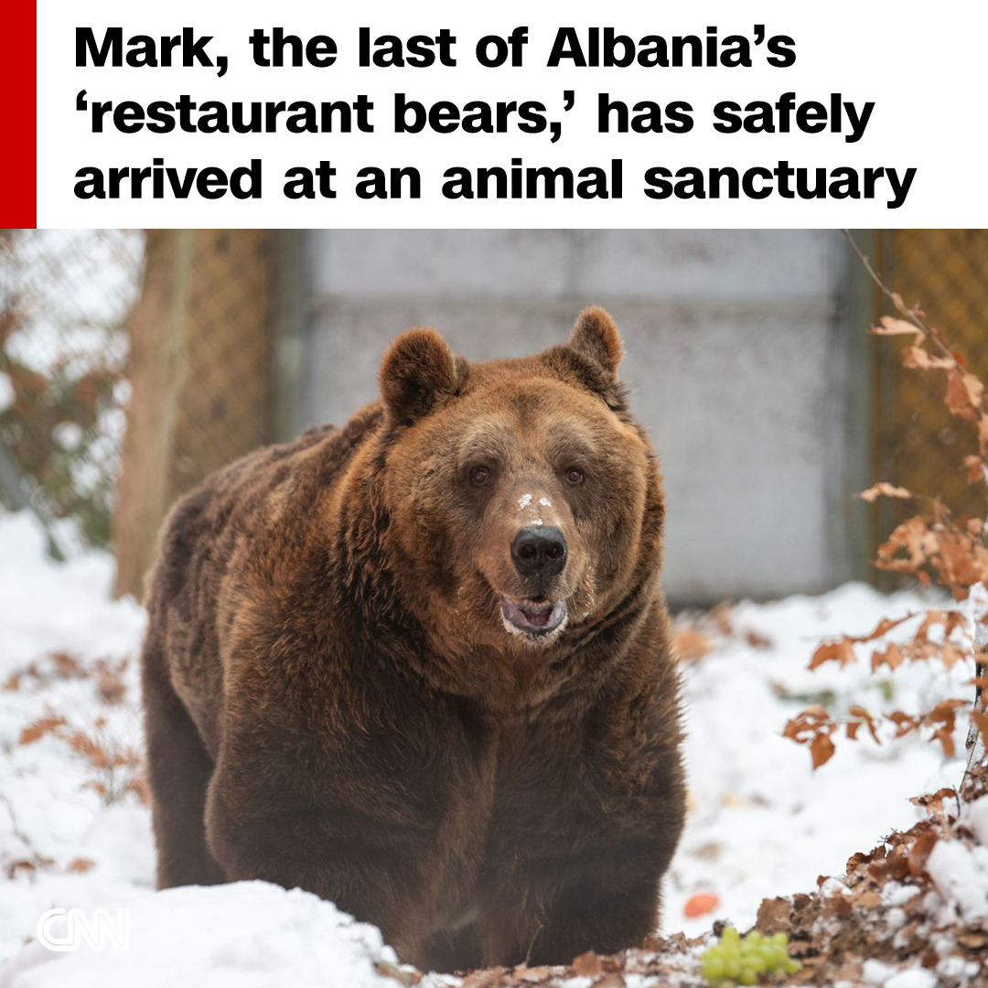 CNN's tweet photo. After over twenty years in captivity, Mark, the last of Albania’s “restaurant bears,” has safely arrived at his new home, an animal sanctuary in Austria
https://t.co/RVVSftdZUq https://t.co/8YFT3J1jJA