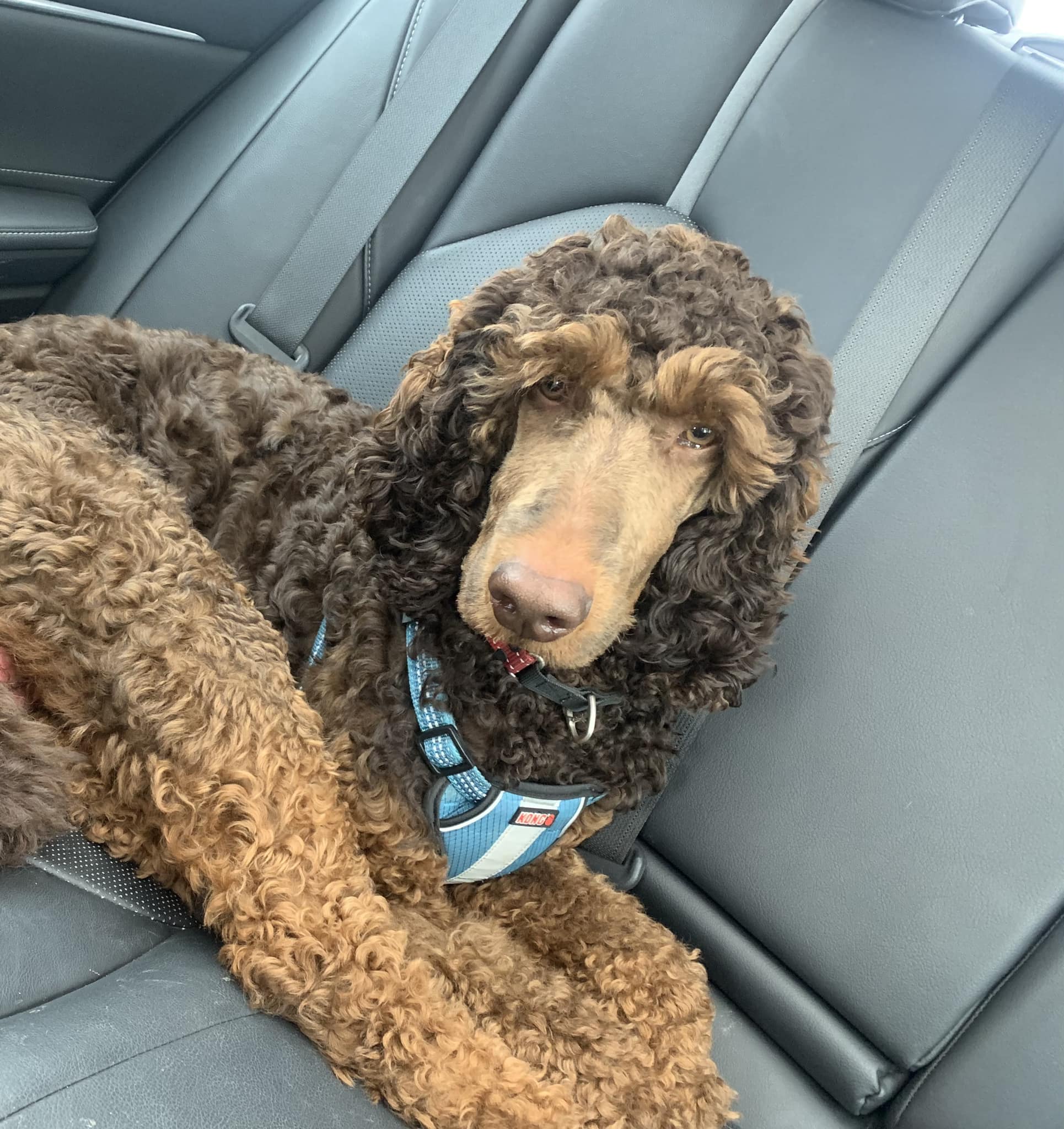 Spin poodle rescue sales