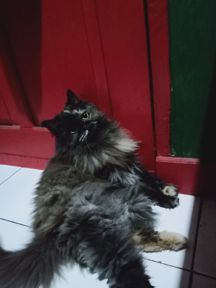 kokodraco's tweet photo. Haiiii, its been a while. Udah lama bgt ga hadir disini. Masih pada inget alba dkk ga? 😺 https://t.co/gbNjc5sLnL