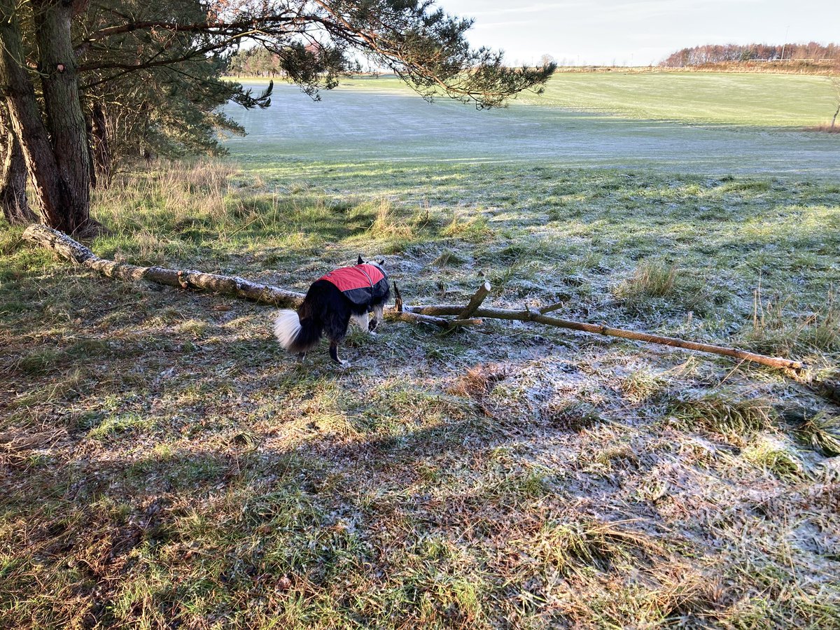 @Kesthecollie check oot da big stickie mez found Kessie Wessie 🐾😃🐾 @BCTGB #bordercollie #dogsoftwitter #frostymorning ❄️