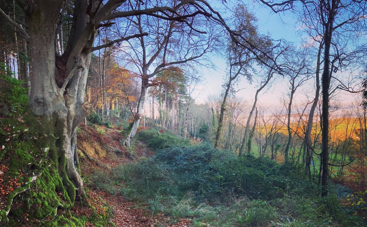 Devon Denizen tweet media