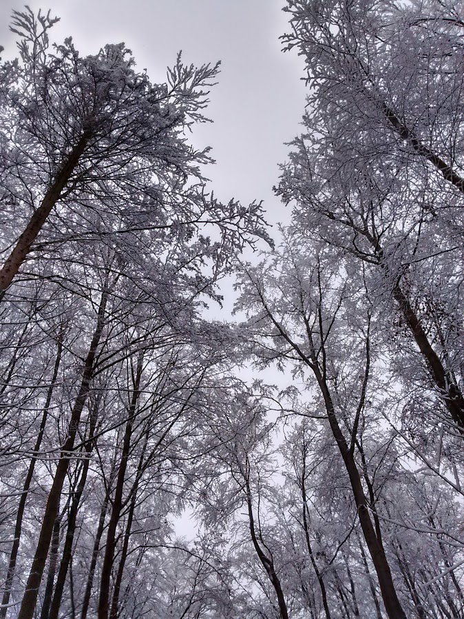 HAKretschmer's tweet photo. @ds106dc #tdc3985  #ds106 

I doubt I could climb up to the tops of these snow-covered trees in the forest, but I can still enjoy their beauty from the ground. https://t.co/1JFH1ztHjc