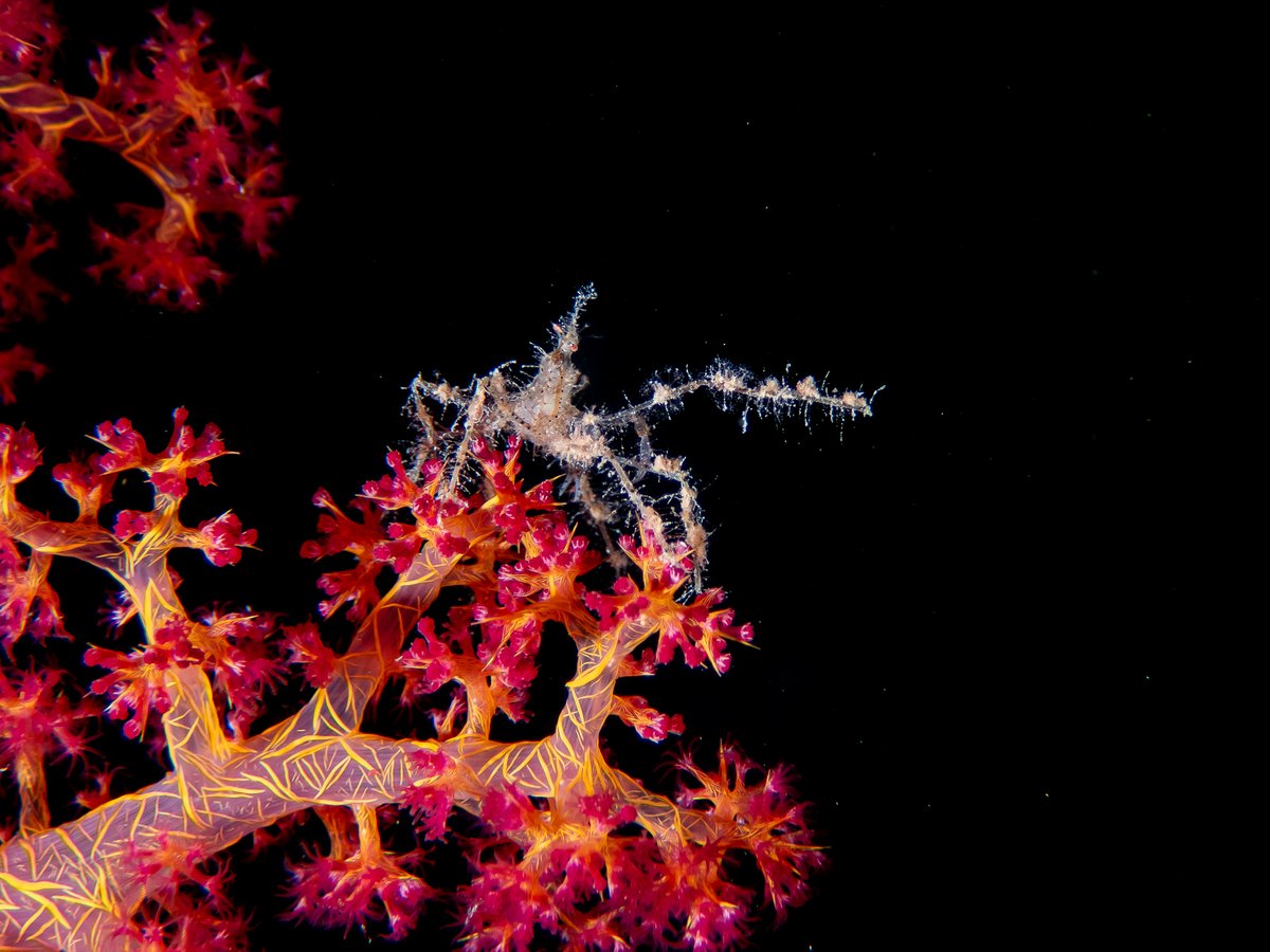 ShachafBen's tweet photo. Last month I was honored to win first place in the amateur category of the RedSea Diving Festival's underwater photography competition! Very grateful for this opportunity and the insane prizes 🙌 https://t.co/NLKB1jyCzh