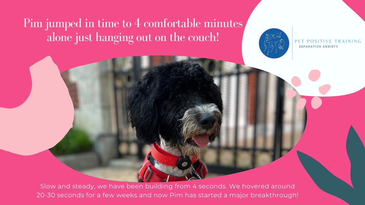 PetPositiveTra9's tweet photo. Congratulations to Pim for working through a 20-30 second plateau and reaching 4 totally comfortable minutes alone! 
#separationanxiety #portuguesewaterdog #Congratulations https://t.co/WtTxgR9LsL