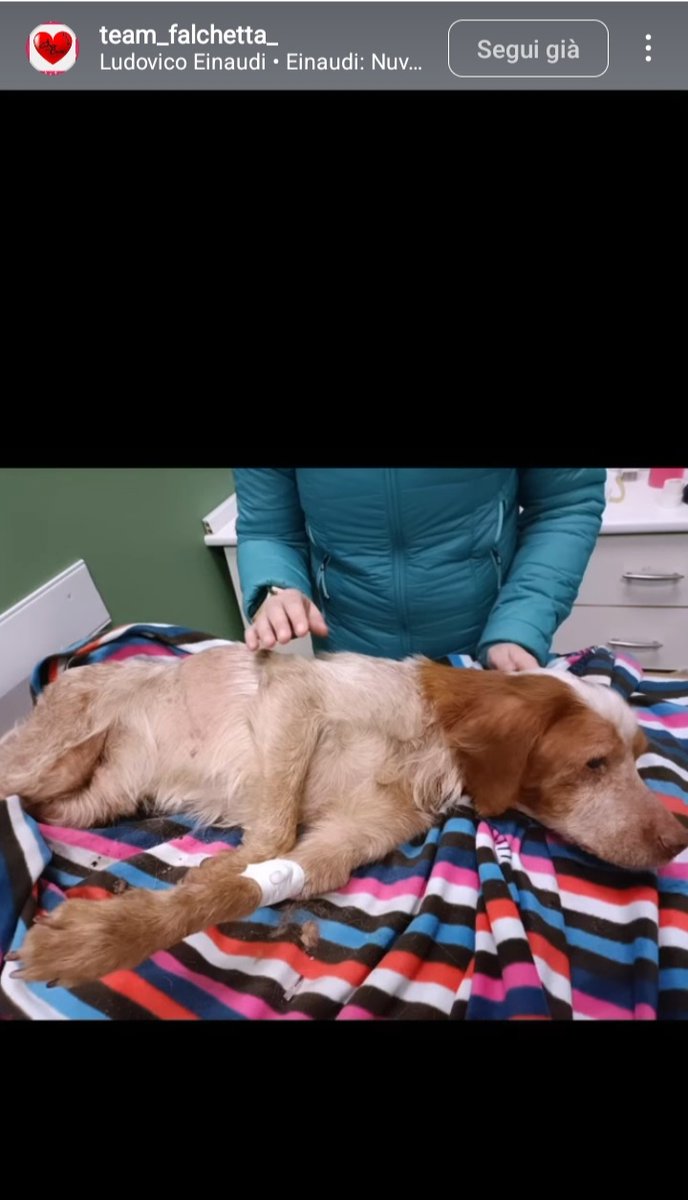 zampa_qua's tweet photo. URGENTE🆘🆘🆘🆘☎️3275423444🐕BROWN 15 anni,NONNINO DOLCISSIMO,HA MOLTO SOFFERO A CAUSA DEGLI UMANI.APRITE LE PORTE DEL CUORE.NON IMMAGINATE CHE GIOIA PUO' DARE REGALARE UN SOGNO A CHI COME LUI SOGNI NON NE HA FATTI MAI #4voiceless 🙏😔Passo Corese RI https://t.co/WTr7Na51HA