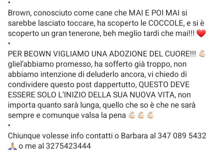zampa_qua's tweet photo. URGENTE🆘🆘🆘🆘☎️3275423444🐕BROWN 15 anni,NONNINO DOLCISSIMO,HA MOLTO SOFFERO A CAUSA DEGLI UMANI.APRITE LE PORTE DEL CUORE.NON IMMAGINATE CHE GIOIA PUO' DARE REGALARE UN SOGNO A CHI COME LUI SOGNI NON NE HA FATTI MAI #4voiceless 🙏😔Passo Corese RI https://t.co/WTr7Na51HA