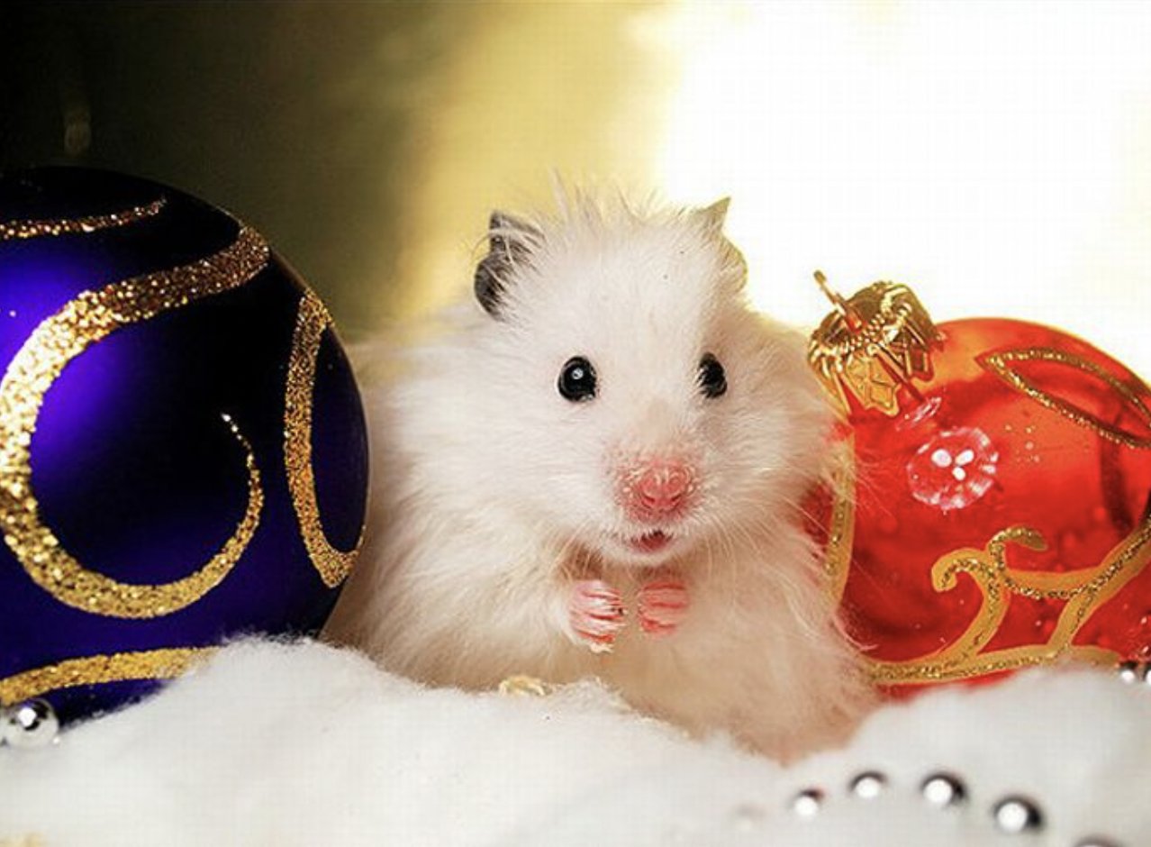 Новогодний хомяк