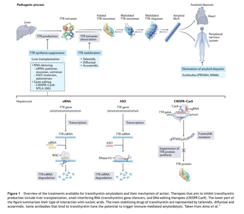 Edgardo Alania (@ed_alania) on Twitter photo ๐ขThe treatment of amyloidosis is being refined <a href="/ESC_Journals/">European Society of Cardiology Journals</a> #Amyloidosis #CardioEd #Cardiology ๐ขThe treatment of amyloidosis is being refined <a href="/ESC_Journals/">European Society of Cardiology Journals</a> #Amyloidosis #CardioEd #Cardiology