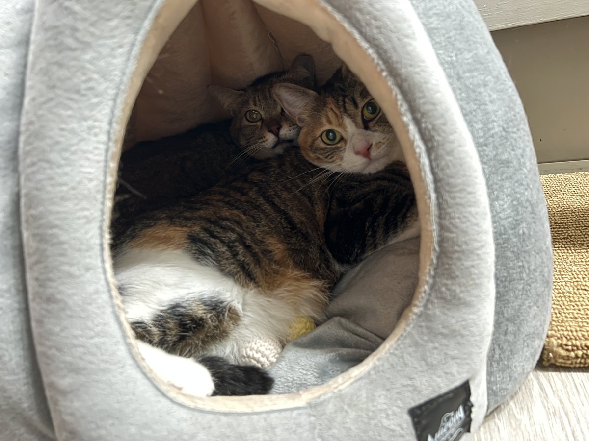 코코 겨우 3살인디. 미미도 아까 태어났어요.
그러면 아기고양이라고 입양홍보해도 되지 않을까요? 3살이면 유치원도 안 들어갔것어요
#아기고양이입양홍보 #고양이입양 #동반입양 #아기고양이 #코코미미 #가족찾아요 #사지말고입양하세요