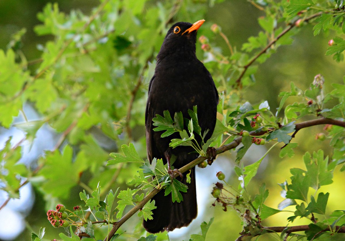 HaggardHawks's tweet photo. 1. English compound words are ‘right-headed’—so a BLACKBIRD is firstly a bird, specifically one that’s black. This rule is so ingrained that reversing a compound forces us to reinterpret it, even if the result is nonsense—so ‘BIRDBLACK’ sounds like something for blackening birds. https://t.co/6uN0UykKhM