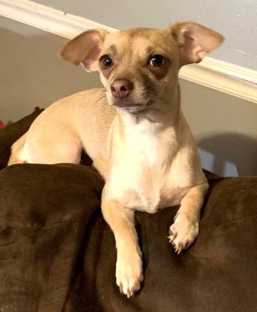 Angel's Hope tweet media