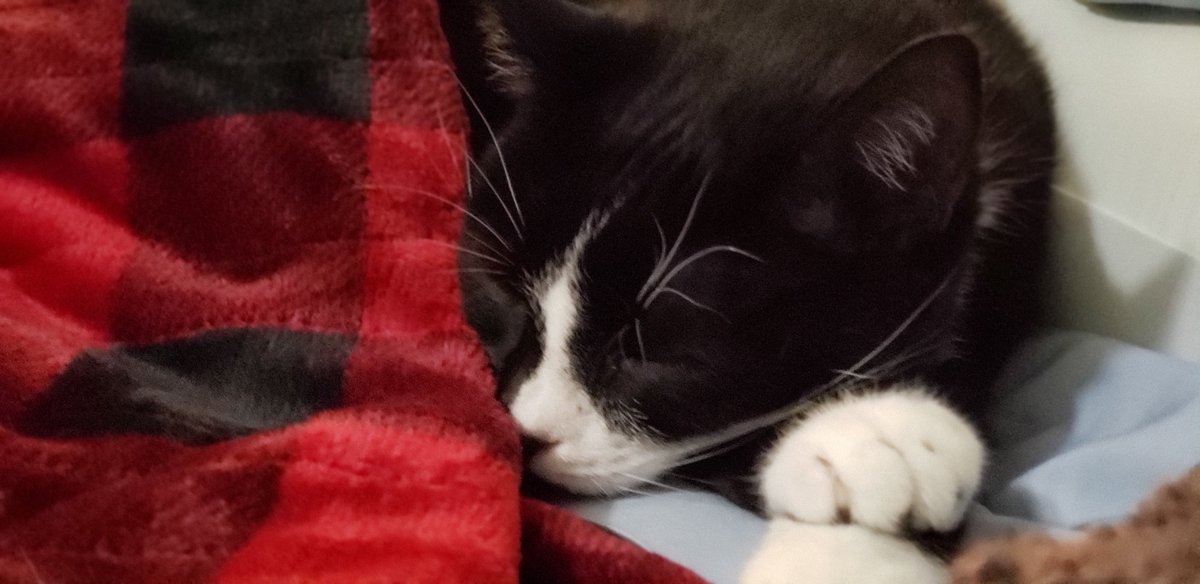 TheRealJenH's tweet photo. Charlie's still missing his brother but we're getting used to the new normal. https://t.co/FFCaNRXuoE