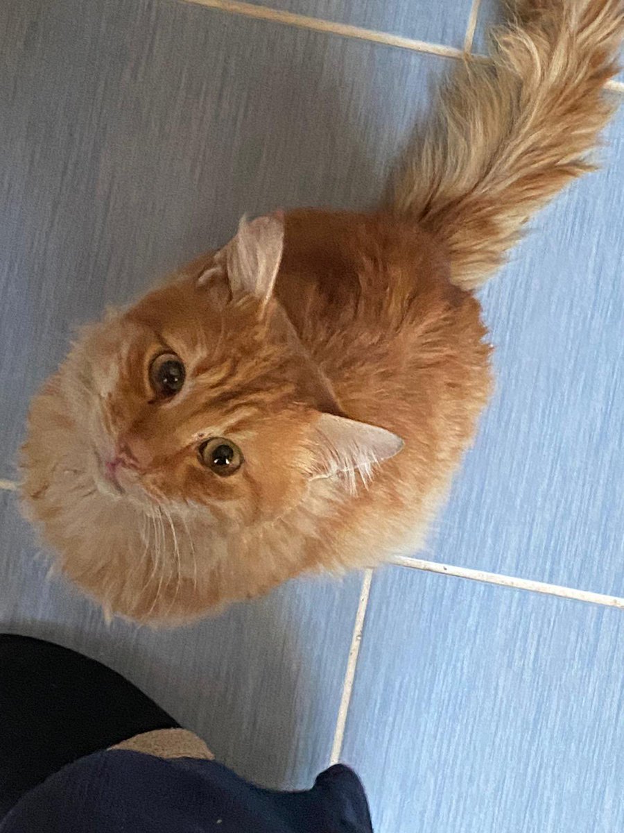 Eecemustundag's tweet photo. Bu canı hasta diye evden atmışlar!Gerekçe de şu, evde çocuk varmış kedi evde ölürse çocukta travma olurmuş🤦🏻‍♀️
Yemek yiyemez,kıpırdayamaz halde… 
Kliniğe aldırıp ilk testleri yaptırdım ama tedavisini başlatamıyorum acil desteğe ihtiyacı var, korona pozitif, kan değerleri çok kötü+ https://t.co/2eIwKG3BH7