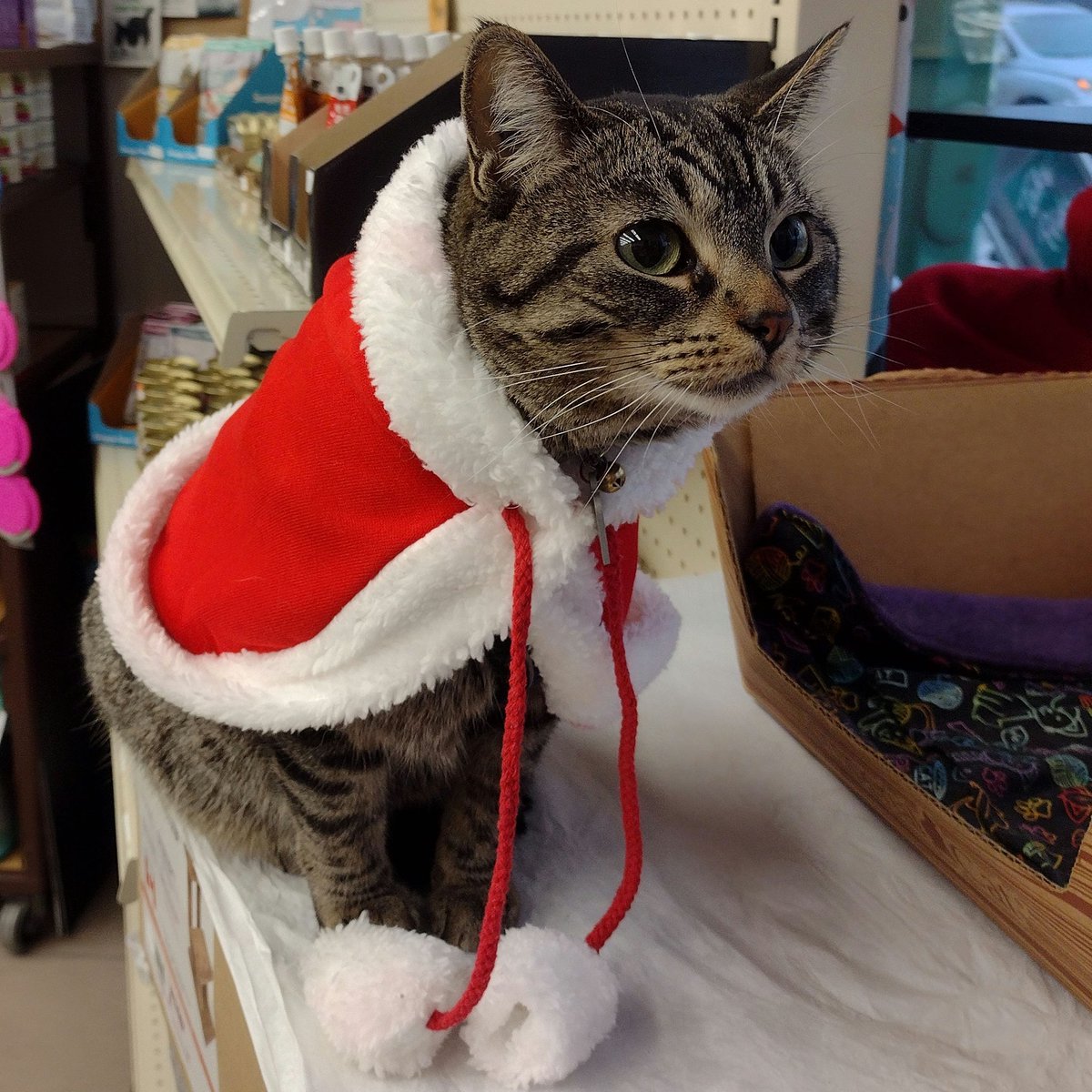 OneSpoiledKitty's tweet image. Visiting kitty Nora trying on Christmas costumes for cats at One Spoiled Kitty  1325 Portage Avenue in #winnipeg #onespoiledkitty #CatsofTwittter