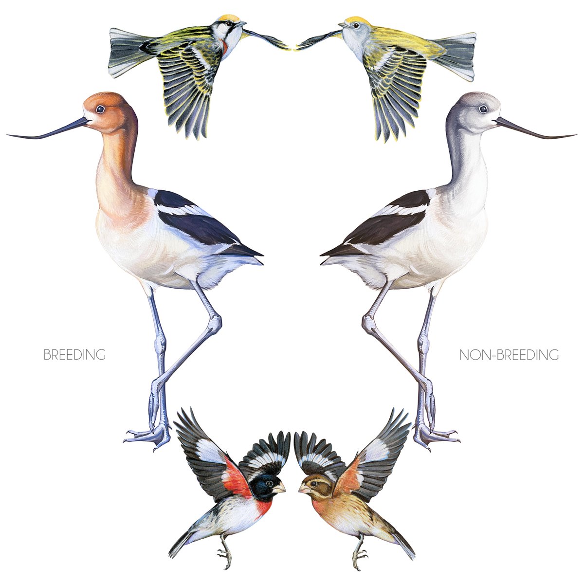 Cornell Lab tweet media