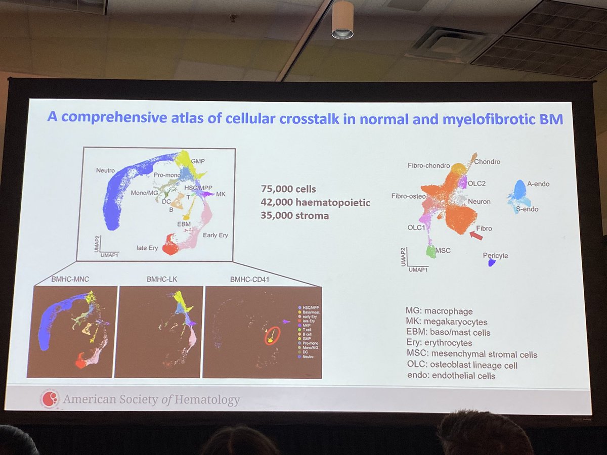 beth_psaila's tweet photo. Fab talk from @_RongL presenting our work #ASH2022 on cellular/molecular drivers of inflammatory BM microenvironment in MF, on behalf of co-authors @guanlin2016 @mikicolombo et al @MRC_WIMM and beyond. Great audience engagement for all the talks! #teamworkmakesthedreamwork https://t.co/oUlHFCaxl8