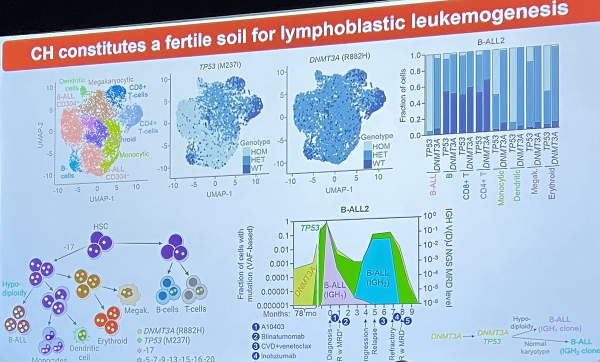 And <a href="/CanerSaygin/">Caner Saygin, MD</a> on adult ALL with myeloid/CHIP mutations #leusm #ash22
-high freq of myeloid mutations &amp; high VAF in adult ALL
-presence of myeloid CHIP mutations has negative prog impact
-single cell DNA + proteomics suggests clonal evolution from CHIP